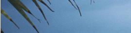 www.traveljungle.co.uk